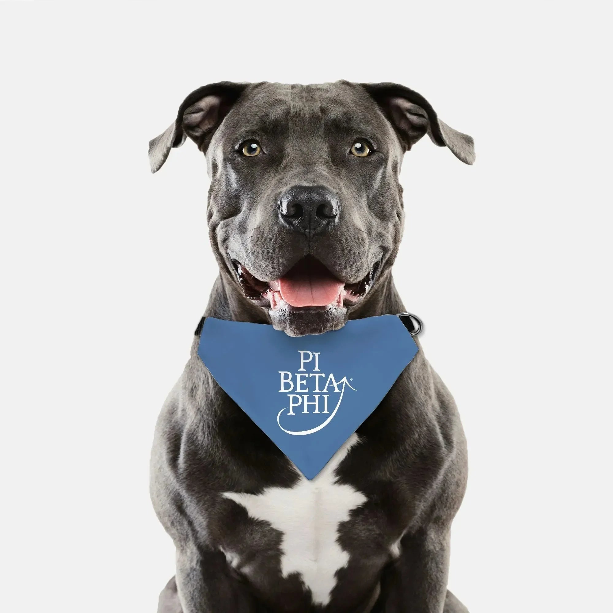 Pi Beta Phi Pet Bandana Pet Bandanas