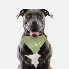 Kappa Delta Pet Bandana - Kaydee Greek Letters Pet Bandanas