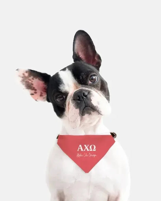 Alpha Chi Omega Pet Bandana - Scarlet Pet Bandanas