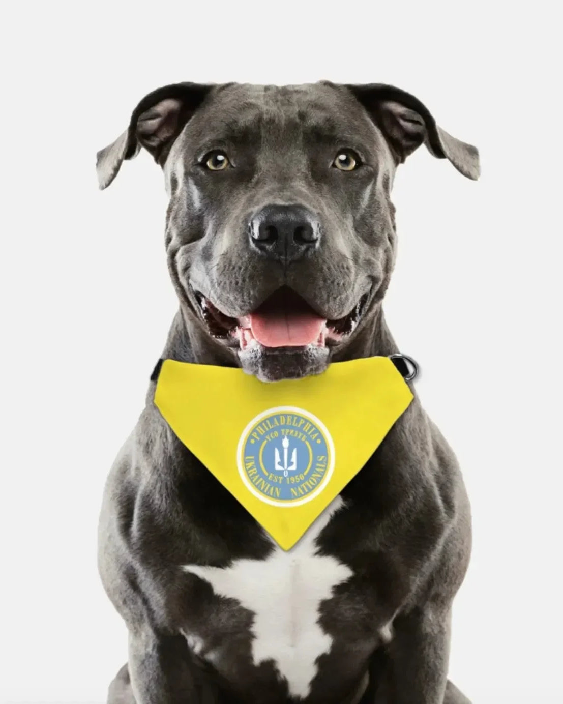 Philadelphia Ukrainian Nationals Gold Pet Bandana Pet Bandanas