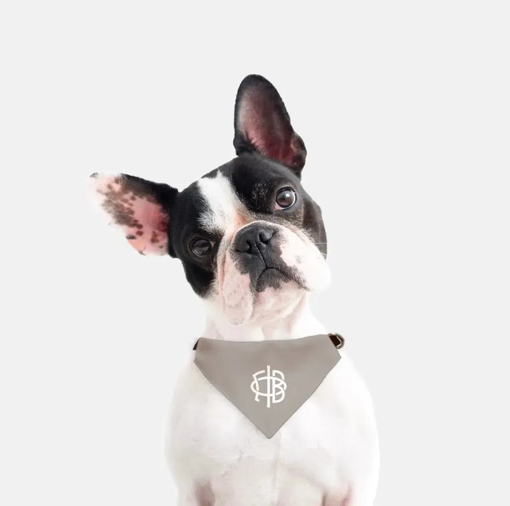 Gamma Phi Beta Pet Bandana - A La Mode Pet Bandanas
