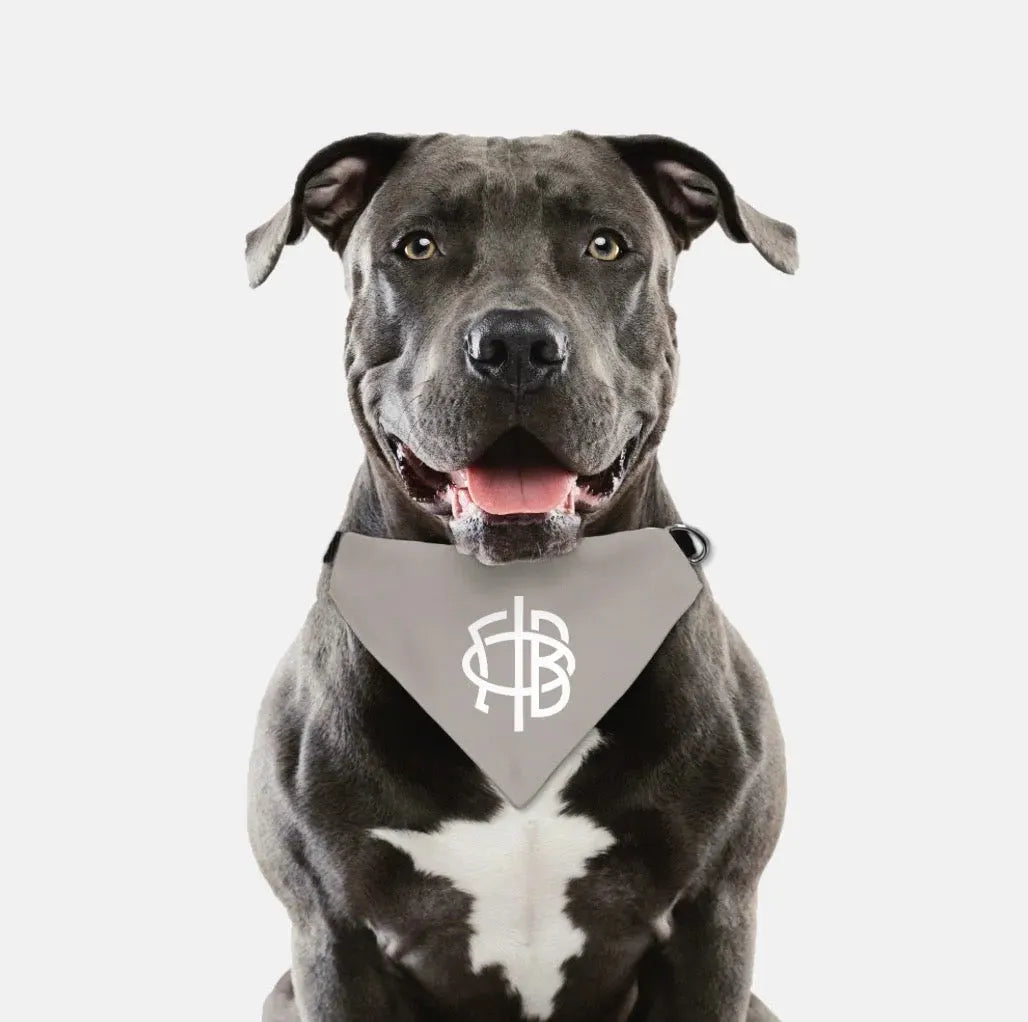 Gamma Phi Beta Pet Bandana - A La Mode Pet Bandanas