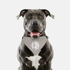 Gamma Phi Beta Pet Bandana - A La Mode Pet Bandanas