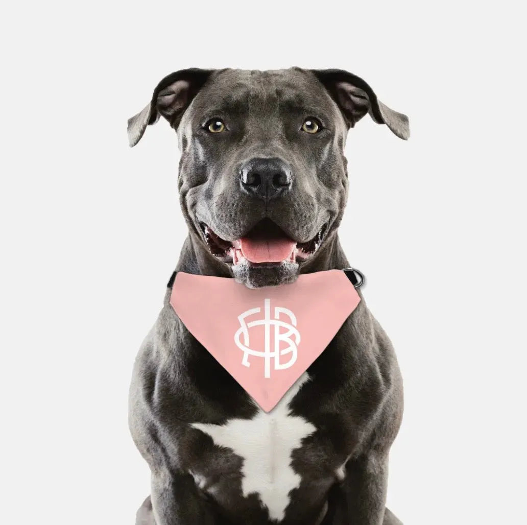 Gamma Phi Beta Pet Bandana - Blush Pet Bandanas