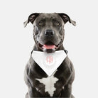 Gamma Phi Beta Pet Bandana Pet Bandanas