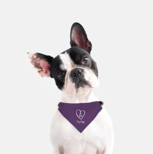 Sig Kap Pet Bandana - Purple Pet Bandanas