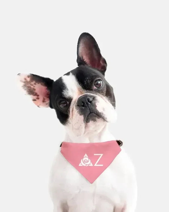 Delta Zeta Traditional Pet Bandana - Pink Pet Bandanas
