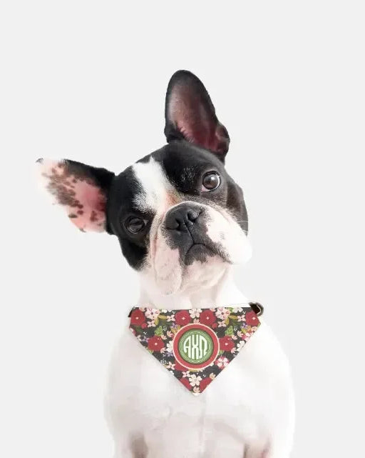 Alpha Chi Omega Pet Bandana - Modern Floral Pet Bandanas