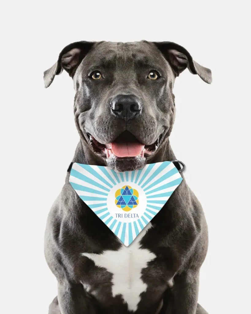 Tri Delta Pet Bandana - Bright Blue Starburst Pet Bandanas