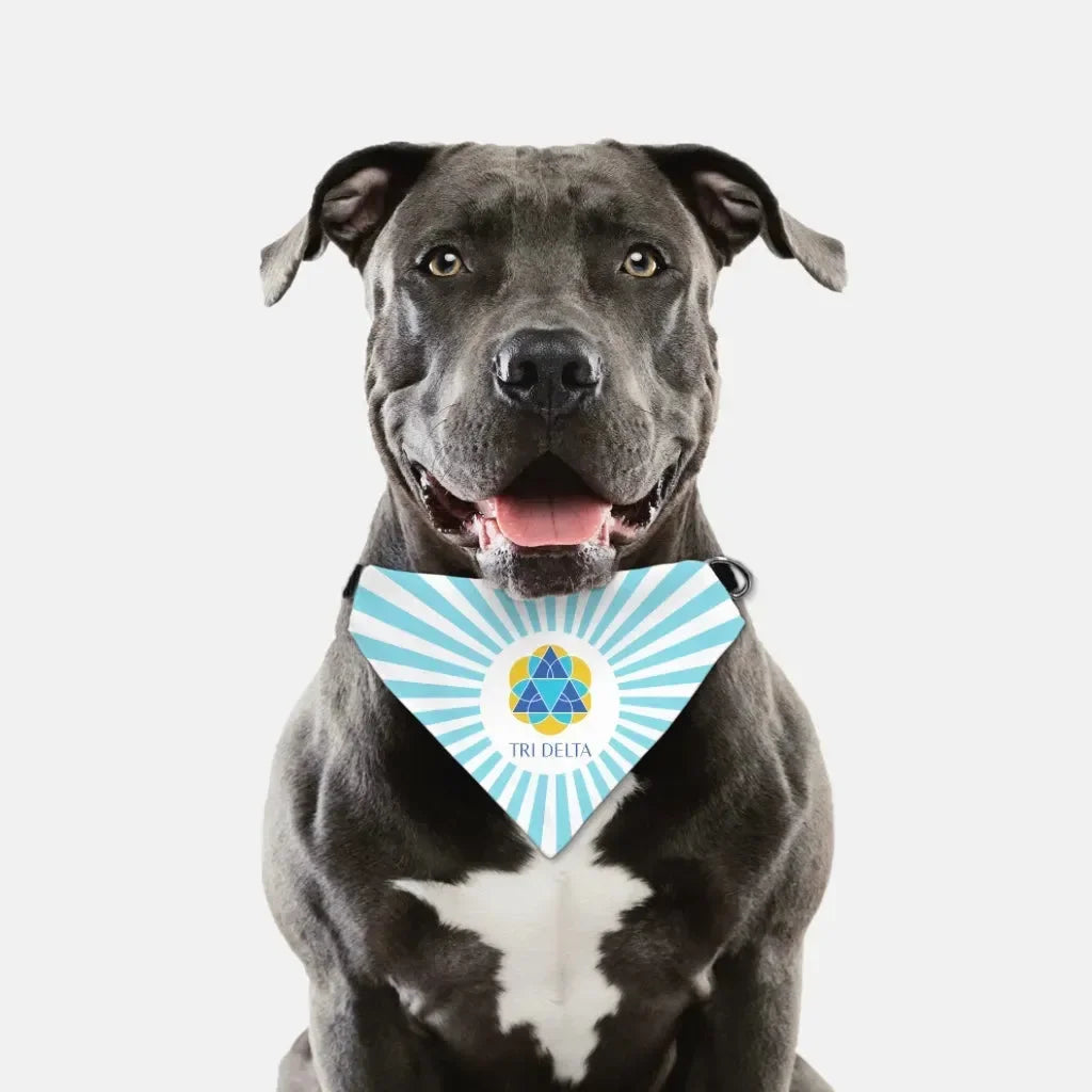 Tri Delta Pet Bandana - Bright Blue Starburst Pet Bandanas