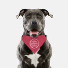 Alpha Gamma Delta Pet Bandana Pet Bandanas