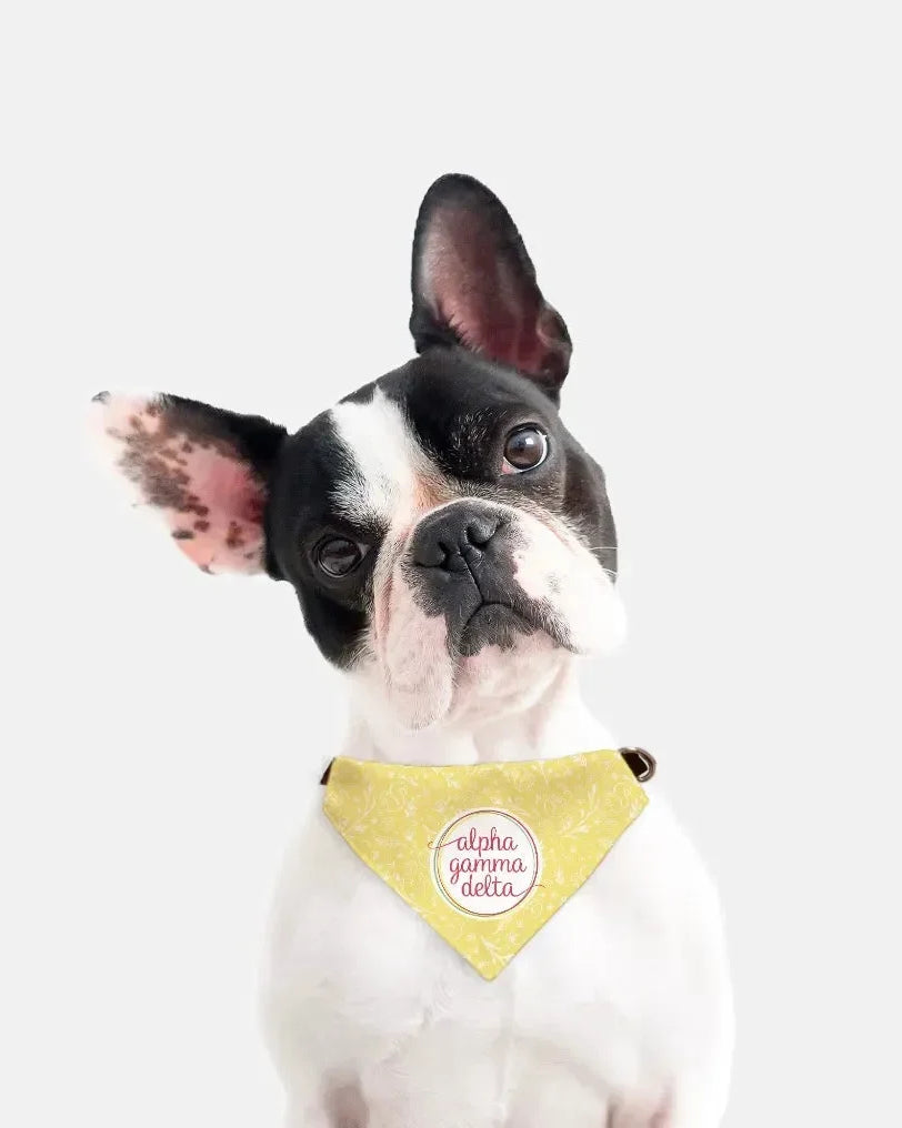 Alpha Gamma Delta Pet Bandana - Buff Combo Pattern Pet Bandanas