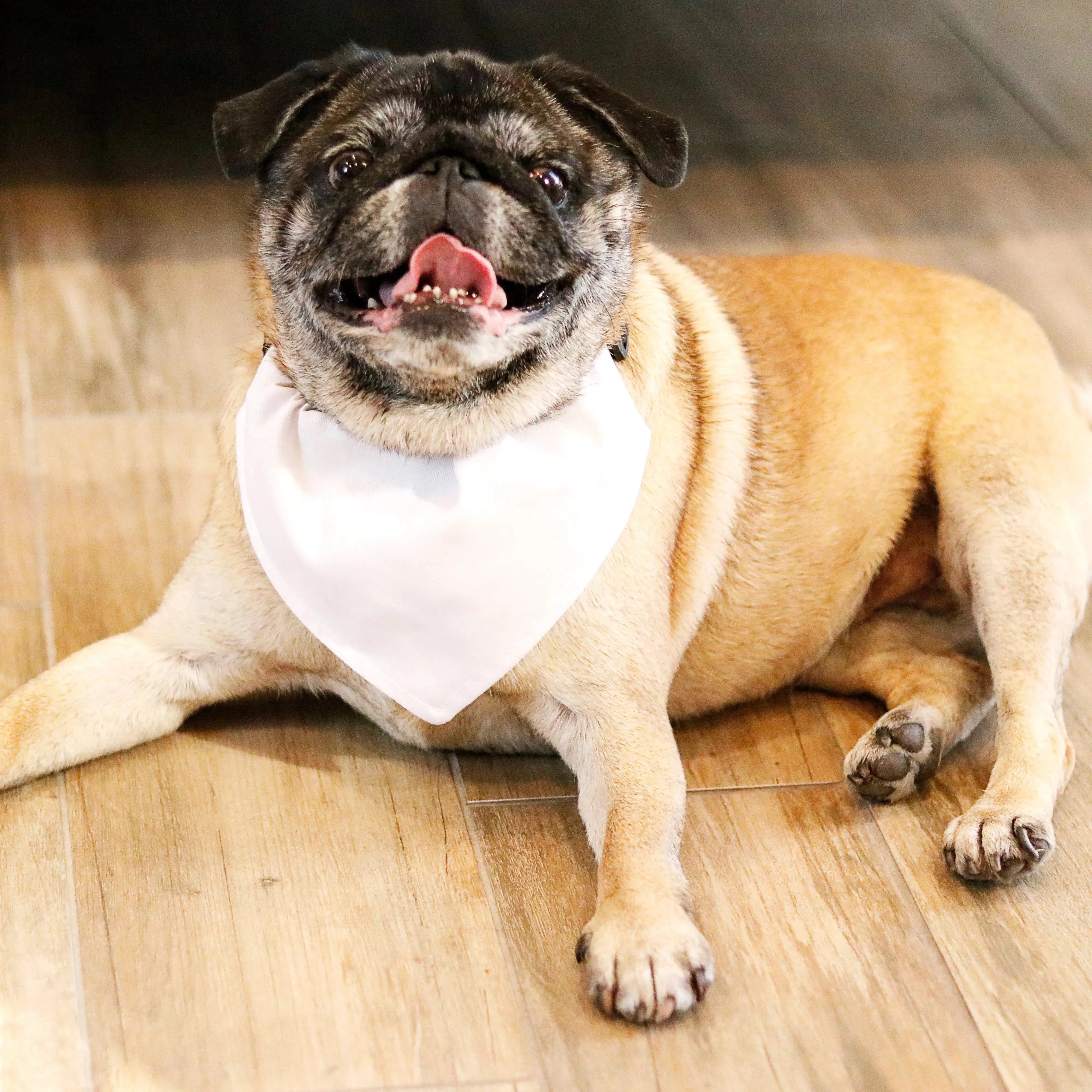 Georgia State University Pet Bandana - GSU Blue Pet Bandanas