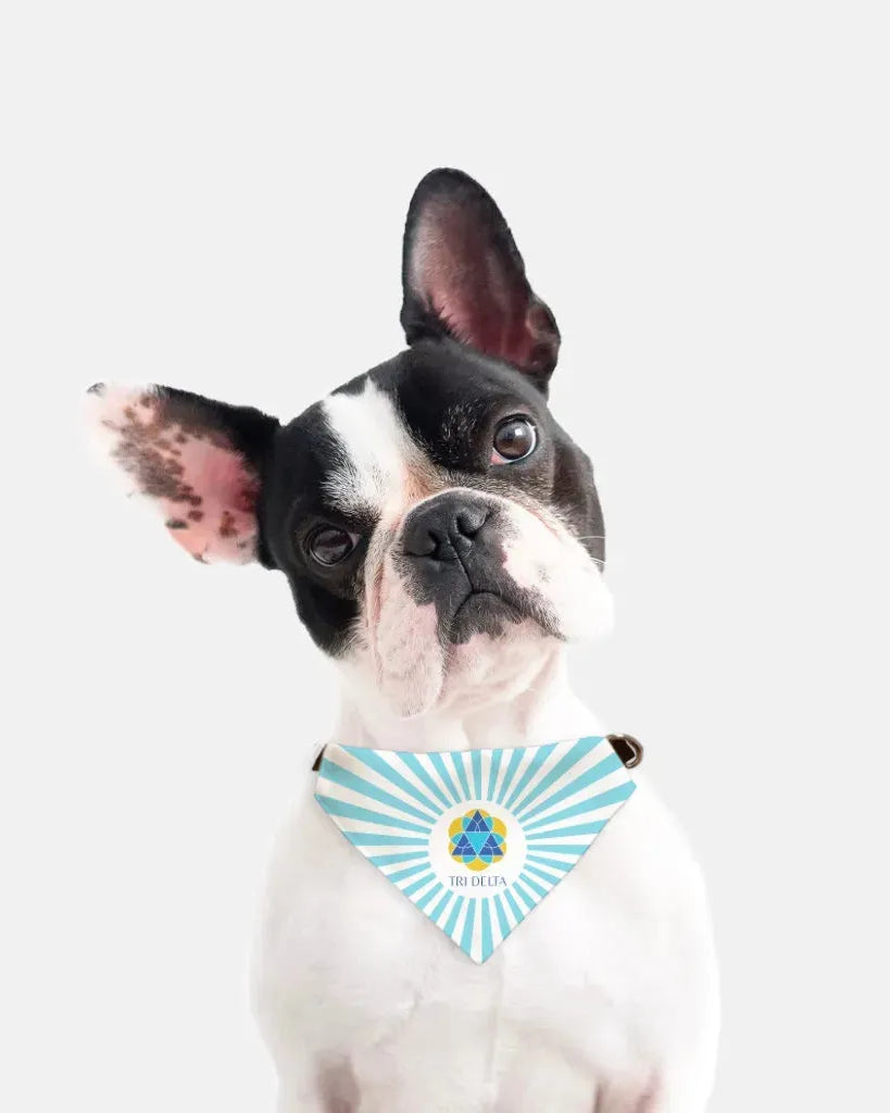 Tri Delta Pet Bandana - Bright Blue Starburst Pet Bandanas
