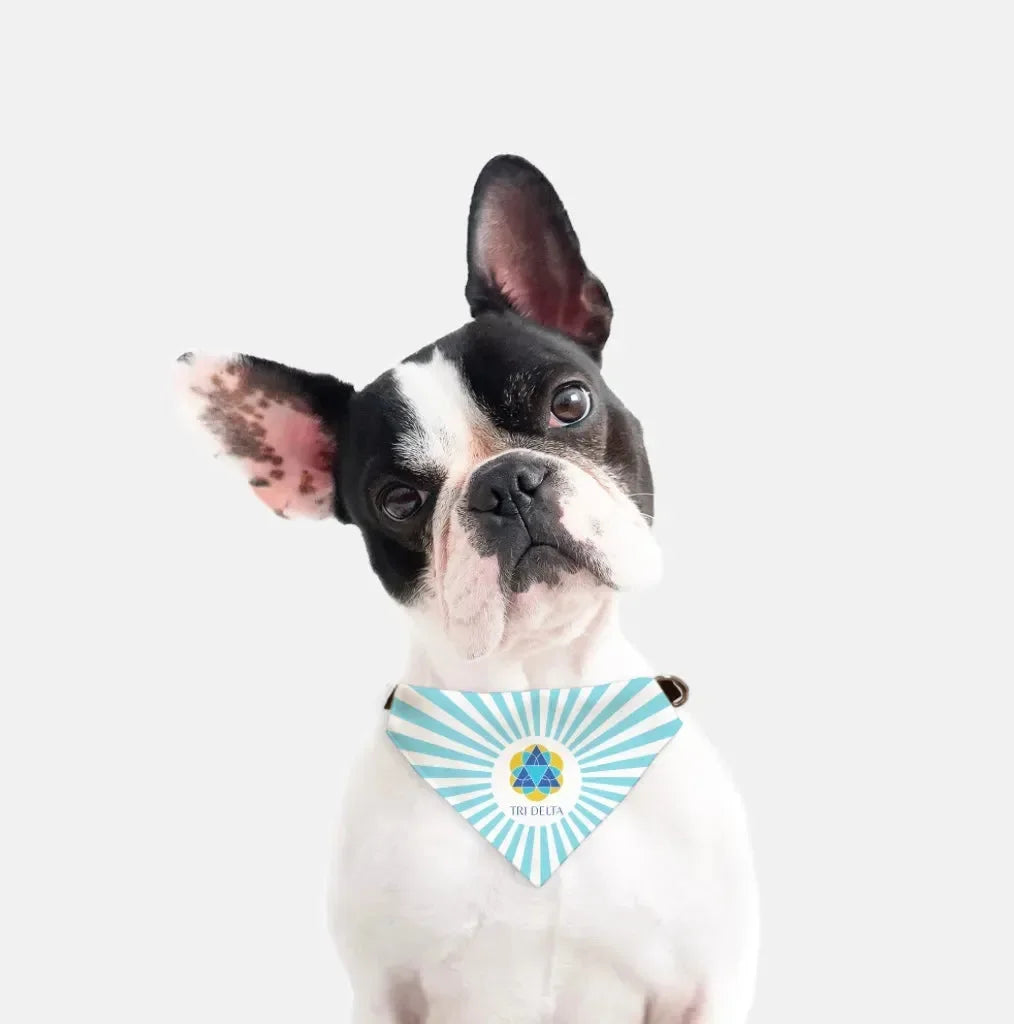 Tri Delta Pet Bandana - Bright Blue Starburst Pet Bandanas