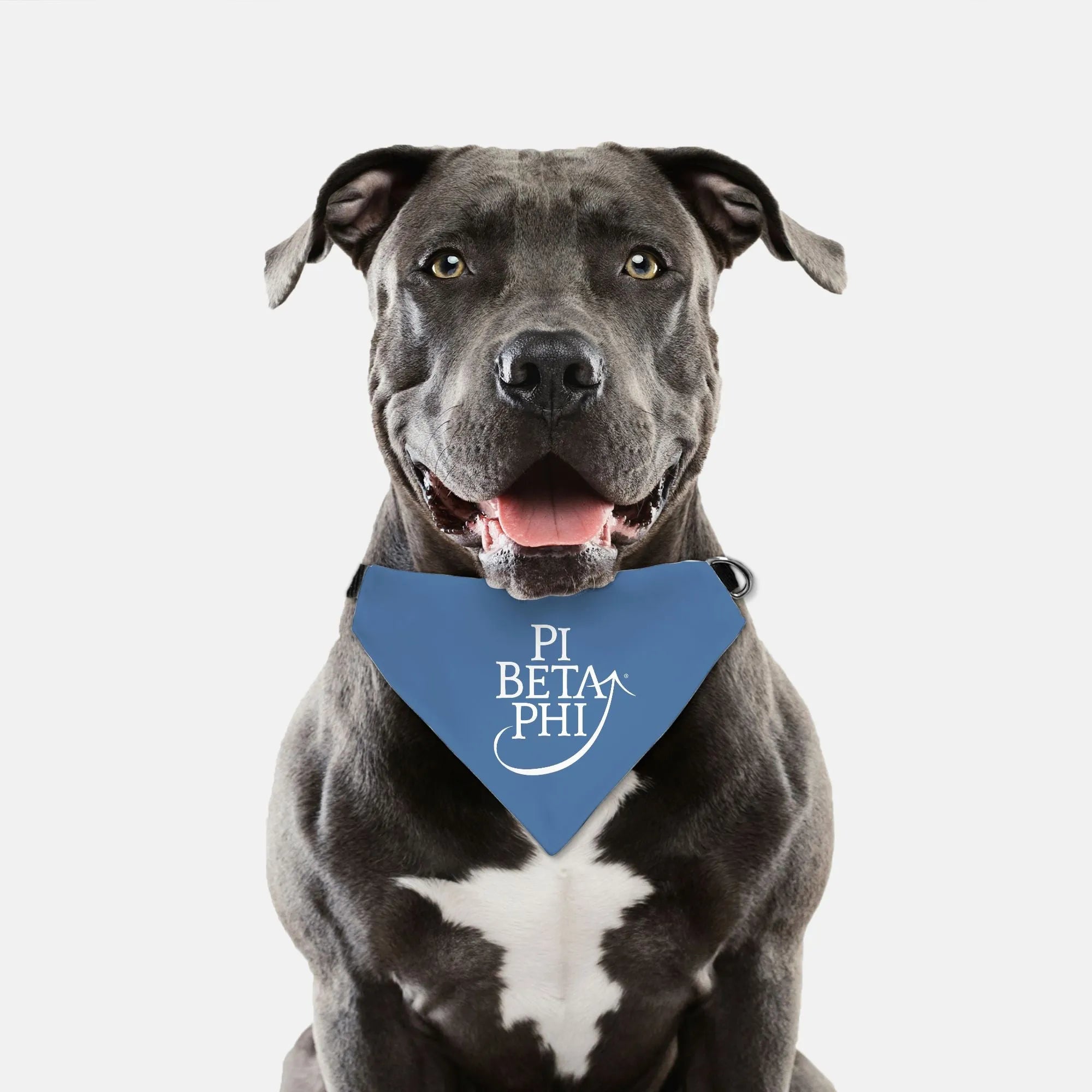 Pi Beta Phi Pet Bandana | Official Pi Phi Merch | Custom Gifts | Decor