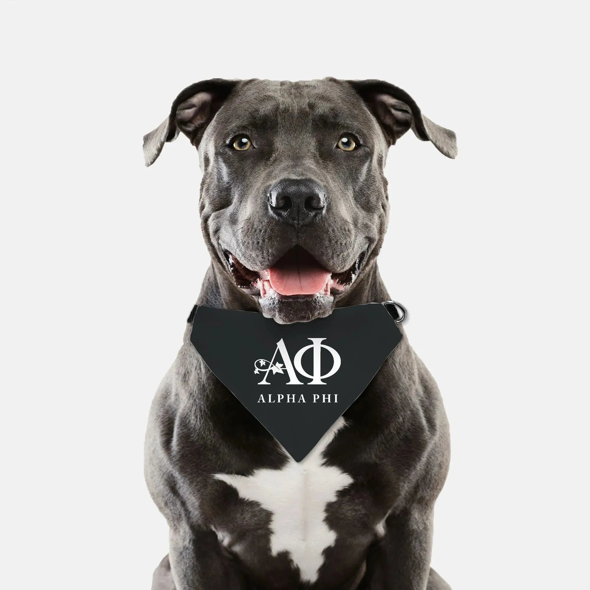 Alpha Phi Pet Bandana - Black Pet Bandanas