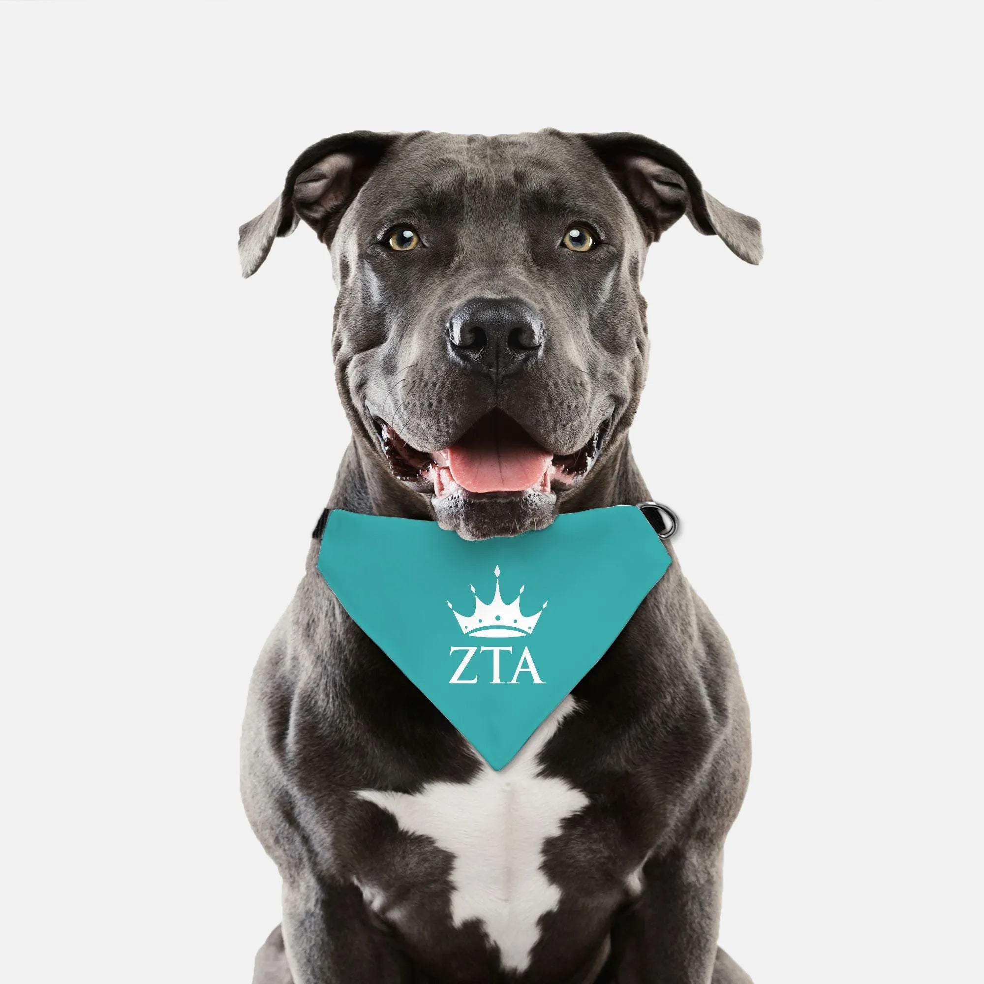 Zeta Tau Alpha Pet Bandana | Official ZTA Merch | Custom Zeta Gifts