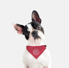 Alpha Gamma Delta Pet Bandana Pet Bandanas