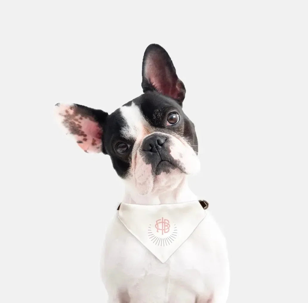 Gamma Phi Beta Pet Bandana Pet Bandanas