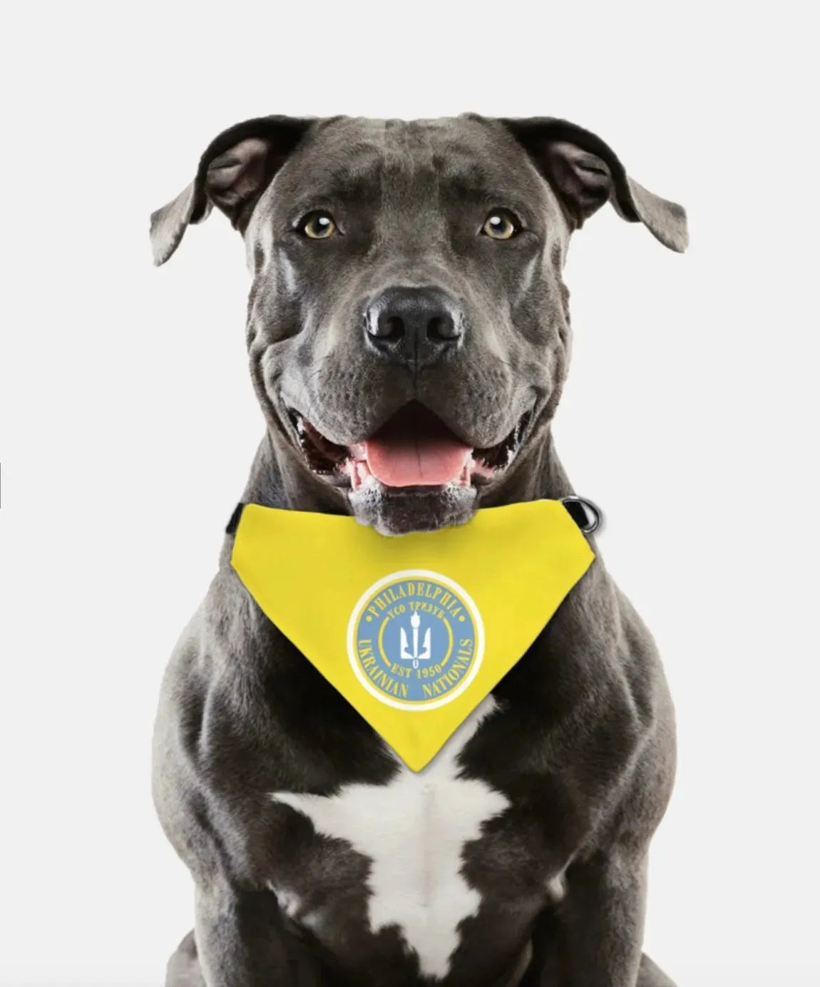 Philadelphia Ukrainian Nationals Gold Pet Bandana Pet Bandanas