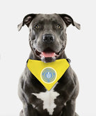 Philadelphia Ukrainian Nationals Gold Pet Bandana Pet Bandanas