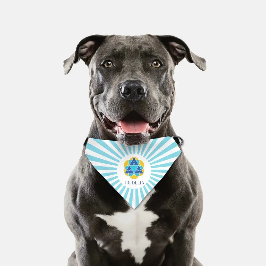 Tri Delta Pet Bandana - Bright Blue Starburst Pet Bandanas