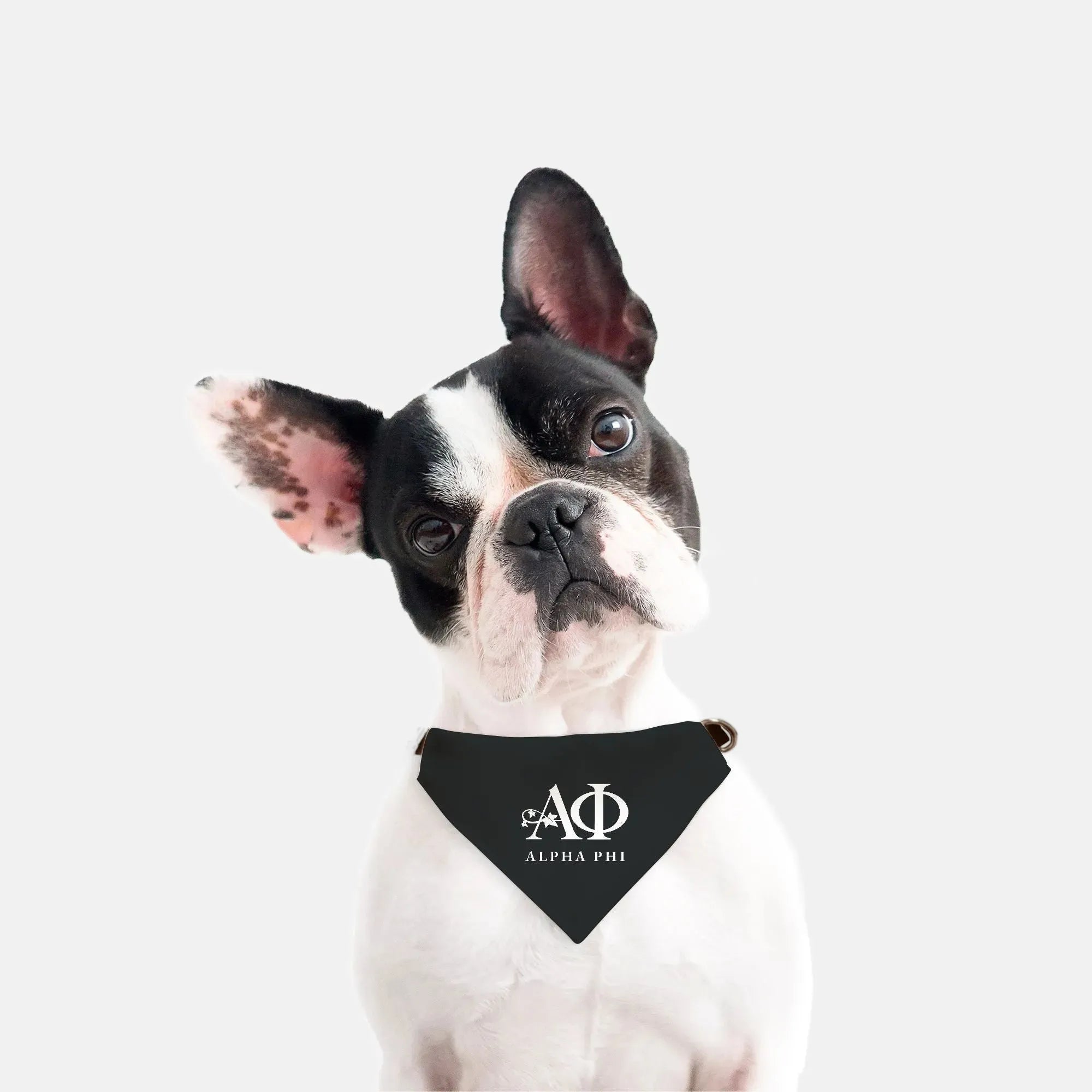 Alpha Phi Pet Bandana - Black Pet Bandanas