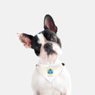 Tri Delta Pet Bandana Pet Bandanas